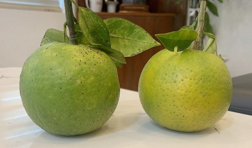 Trái cam tiến vua Đồng Dụ khi chín.