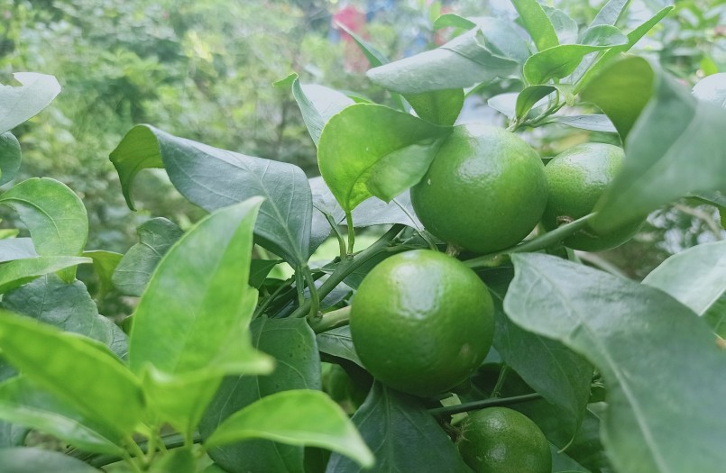 Cây cam Đồng Dụ tiến vua duy nhất còn sót lại tại vườn của ông Nguyễn Sinh Súy vẫn ra trái mỗi vụ.