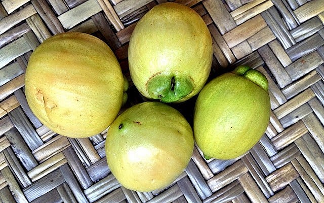 trái lý thì mấy năm nay hiếm gặp lắm rồi trái lý thì mấy năm nay hiếm gặp lắm rồi