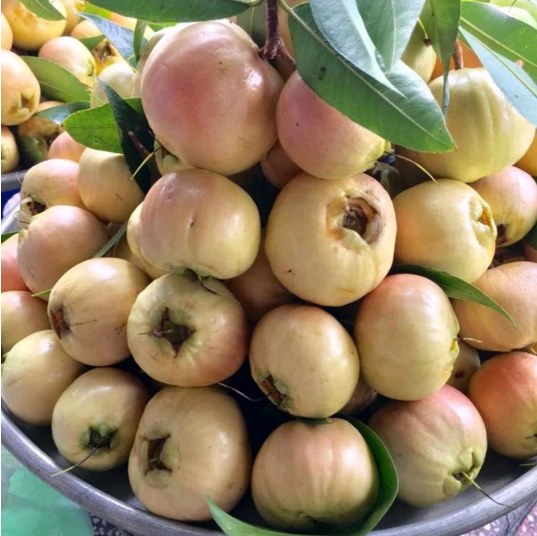 Trái lý là một trong những loại trái cây gắn liền với tuổi thơ nhiều người Trái lý là một trong những loại trái cây gắn liền với tuổi thơ nhiều người