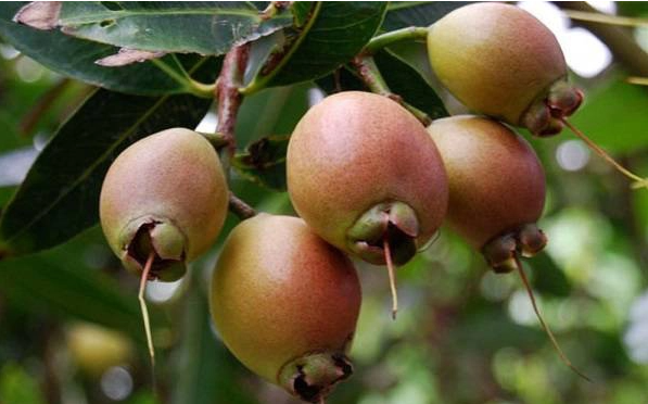 Cây lý hay còn gọi là mận lý Cây lý hay còn gọi là mận lý