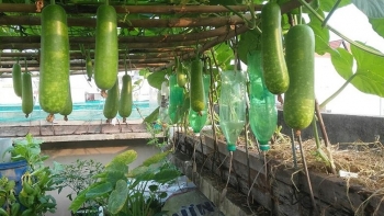 Cách trồng bầu sai “trĩu giàn”, nhìn đã mắt, hái đã tay, ăn đã miệng