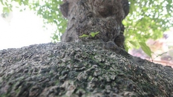 Siêu phẩm cổ thụ lộc vừng 300 tuổi toàn thân u cục kỳ dị bất ngờ phát giá 8 tỷ đồng