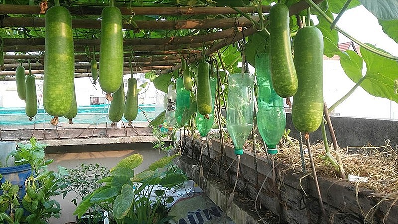 Bầu là loại quả rất phổ biến trong bữa ăn