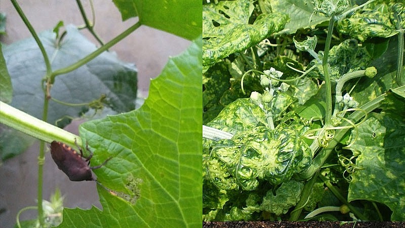 Khi thấy các loại sâu bọ gây hại như ruồi đục lá, rầy mềm hay bọ rầy dưa trên lá và thân bầu thì phun thuốc ngay