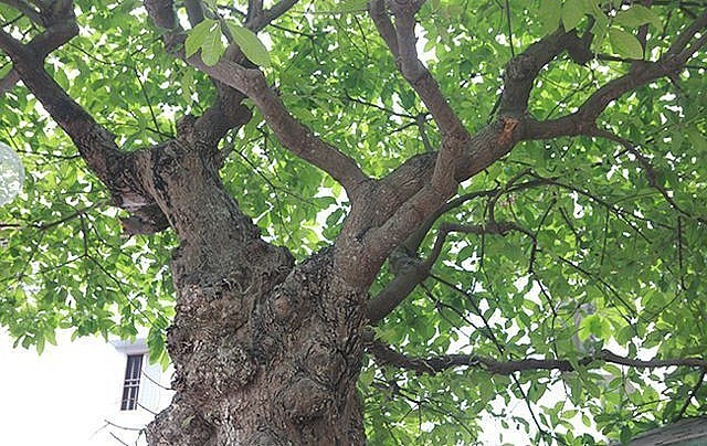 Đã có rất nhiều đại gia tìm đến hỏi mua cây lộc vừng cổ thụ nhưng ông Toàn chưa bán bởi ông coi cây lộc vừng như một cây “phát lộc” cho gia đình.