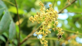 Hưng Yên: 90% cây nhãn, vải đã ra hoa đúng vụ