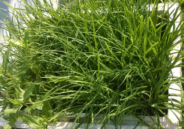 2 loại rau được mệnh danh "đệ nhất chống ung thư", tưởng khó trồng nhưng thực ra rất dễ