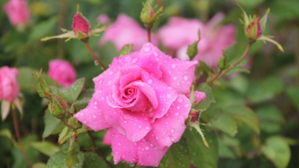 Tại sao nên tưới cây bằng nước mưa, biết lý do bạn sẽ lấy thau ra hứng nước liền