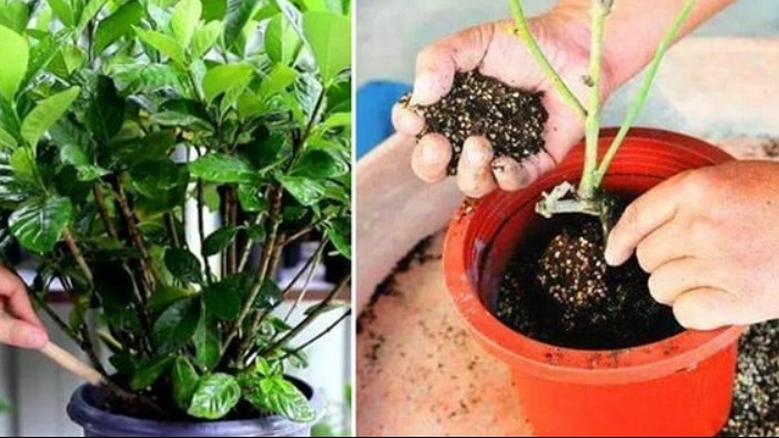 Trồng cây thêm 3 thứ làm tơi đất tự nhiền này, đất tơi xốp như bánh mỳ