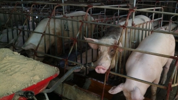 Giá heo hơi hôm nay (09/3) giảm về đáy 46.000 đồng/kg,  cuộc đua giảm giá thịt từ chợ tới siêu thị