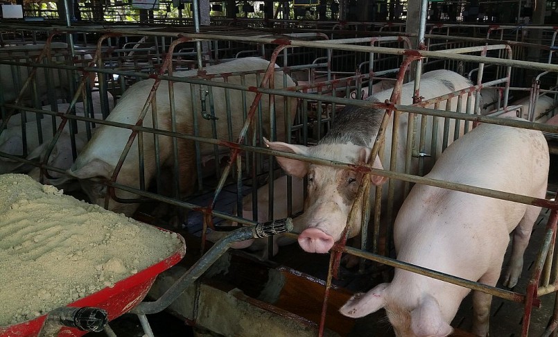 Giá heo hơi hôm nay (09/3) tiếp đà giảm 1.000 đồng/kg tại nhiều địa phương chạm đáy 46.000 đồng/kg.