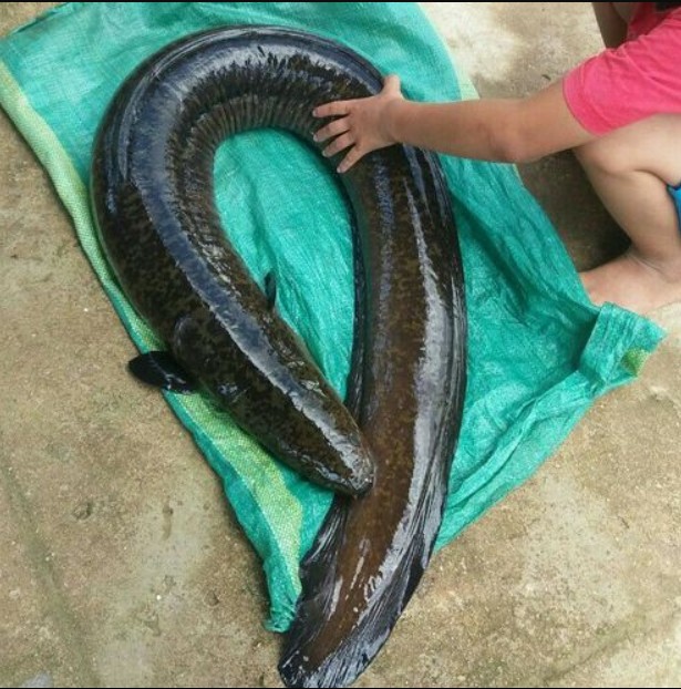 Đem con cá dài gần 1 mét, to ngang bắp chân về nướng, um chuối cho ra đặc sản thơm lừng, ai ăn cũng tấm tắc khen ngon