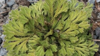 Sự thật về loài cỏ hoang dại mọc trên núi chết đi sống lại, được ví như thuốc trường sinh