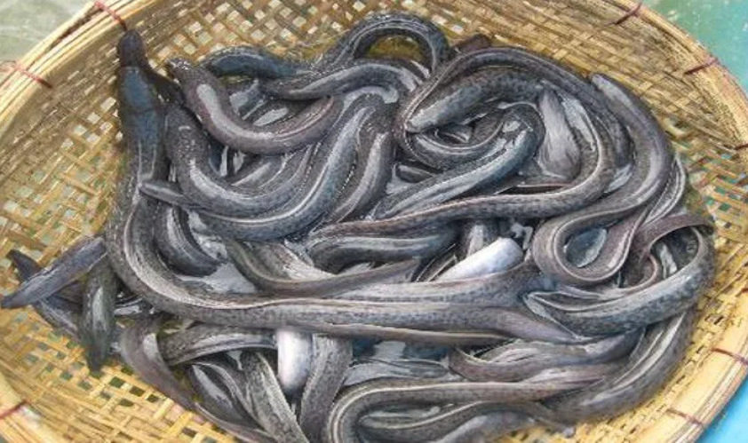 Cá chình mun Cá chình mun