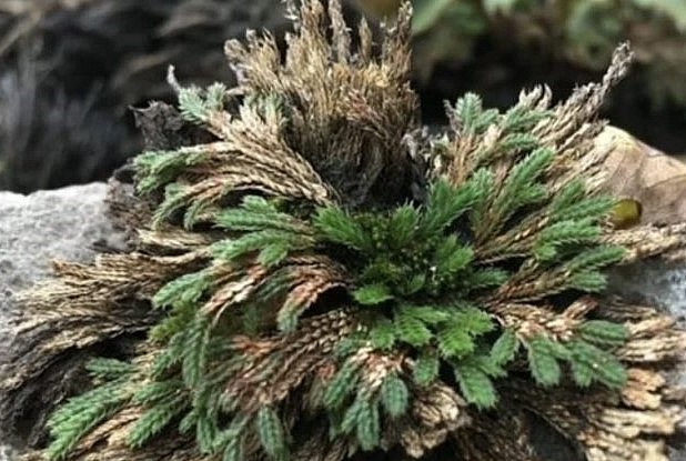 Chúng có tên gọi là quyển bá, hoặc còn được biết đến như “cỏ hoàn hồn”, “cây trường sinh thảo”. Chúng có tên gọi là quyển bá, hoặc còn được biết đến như “cỏ hoàn hồn”, “cây trường sinh thảo”.