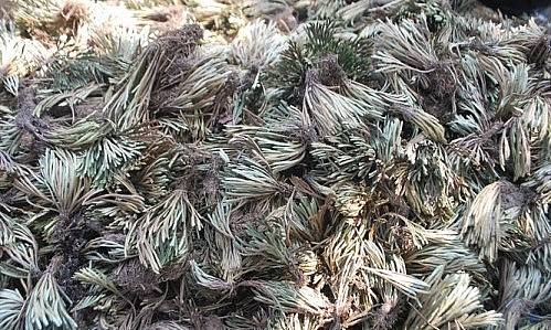 Cỏ hoàn hồn khô là dược liệu tốt cho sức khỏe. Cỏ hoàn hồn khô là dược liệu tốt cho sức khỏe.