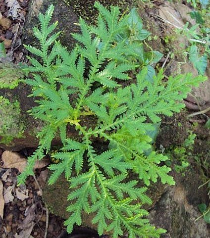 Cỏ hoàn hồn được sử dụng là một vị thuốc Đông y. Cỏ hoàn hồn được sử dụng là một vị thuốc Đông y.