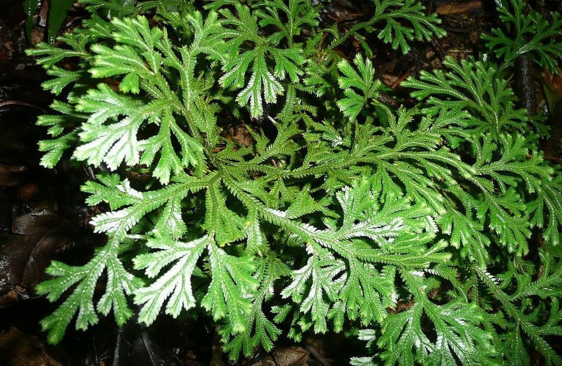 Cỏ hoàn hồn được nhiều người sưu tầm làm cây cảnh. Cỏ hoàn hồn được nhiều người sưu tầm làm cây cảnh.