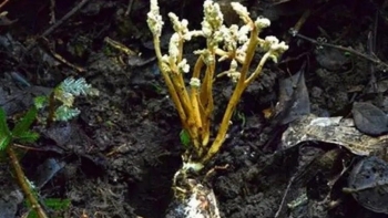 Siêu thực vật dưới lòng đất hút tinh chất của loài nhộng, cực quý hiếm giá 7 triệu đồng/kg