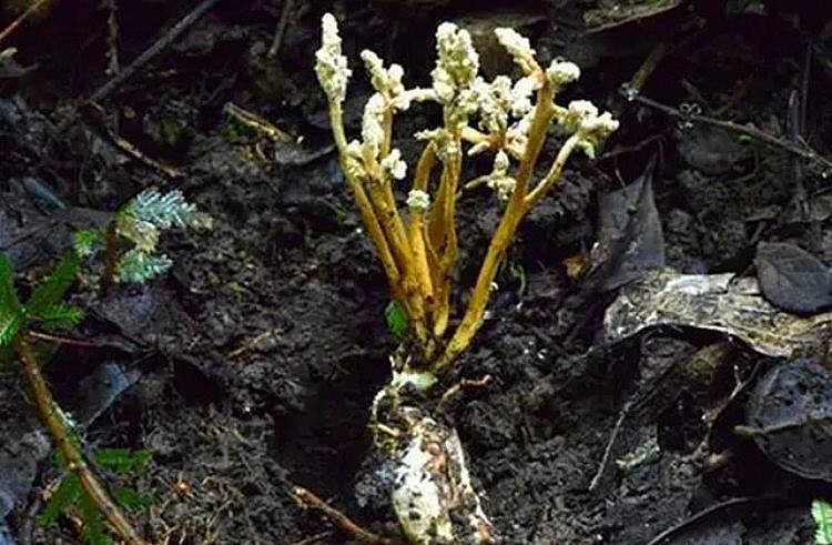 Loài thực vật thiền hoa này phần giá trị nhất là rễ chính là nhộng ve sầu. 