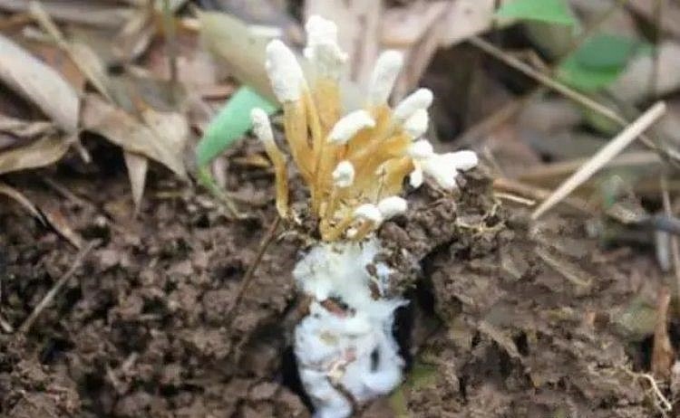 Những mầm cây non sẽ được sinh ra từ đó, và thứ này được gọi là “thiền hoa”.