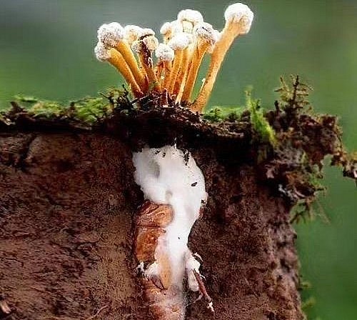 Còn có một loài nấm ký sinh trên nhộng ve sầu và có công dụng rất tốt cho sức khỏe là Đông trùng hạ thảo ve sầu. 