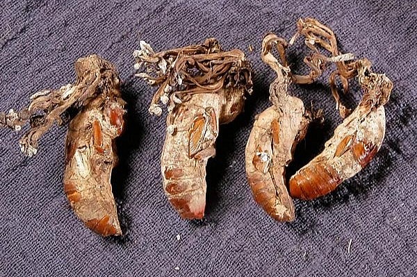 Đông trùng ve sầu không độc, đây là loại thảo dược đặc biệt và có giá trị dinh dưỡng cao. 