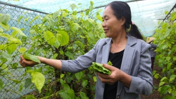 Trồng loại cây xuống giống một lần thu hoạch cả đời, tưởng chỉ để thoả đam mê, ai ngờ thu tiền quanh năm