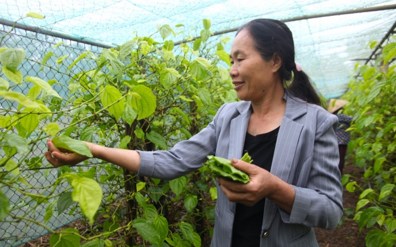 Bà Nguyễn Thị Hoa thu hoạch lá trầu Bà Nguyễn Thị Hoa thu hoạch lá trầu