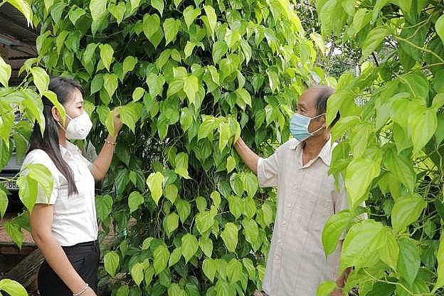 Ông Lê Tuấn Anh chia sẻ kinh nghiệm trồng trầu không Ông Lê Tuấn Anh chia sẻ kinh nghiệm trồng trầu không