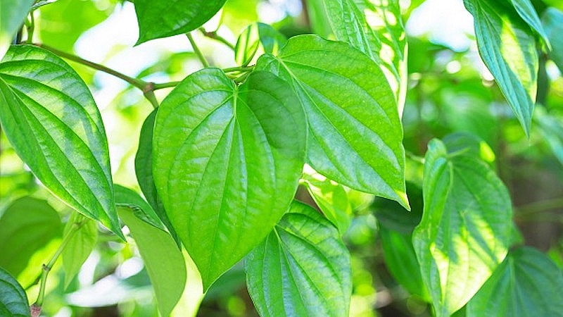 Trầu không có nhiều công dụng trong đời sống Trầu không có nhiều công dụng trong đời sống