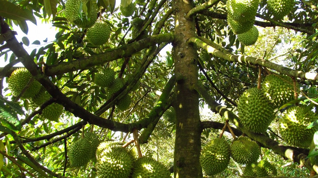 Diện tích sầu riêng tăng theo cấp số nhân vượt quy hoạch trước 10 năm, khi dội chợ bán cho ai?