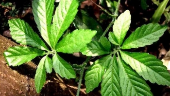 Loại cây mọc hoang tưởng vô dụng, hoá ra vừa là đặc sản ngon, vừa là thuốc quý