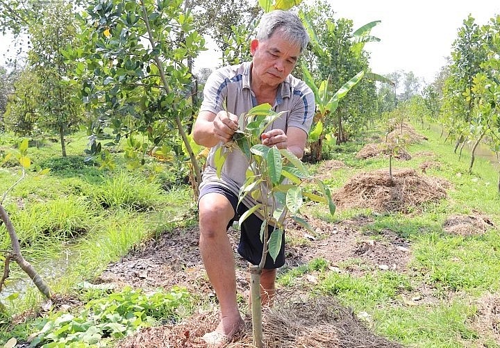 Cần Thơ là một trong những địa phương tăng nóng diện tích sầu riêng.