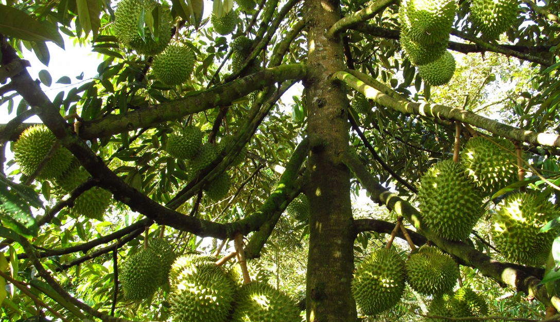 Đến nay cả nước đã lên tới 110.000ha sầu riêng vượt xa quy hoạch hàng chục năm.