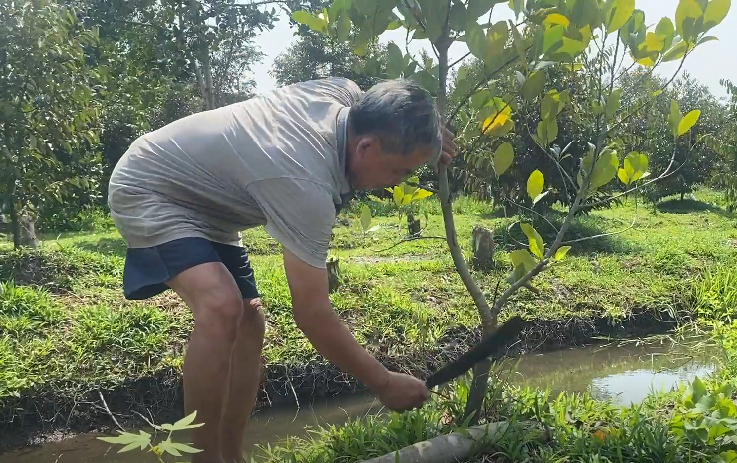 Nhà vườn ở Cần Thơ chặt bỏ cây trồng khác để trồng sầu riêng.