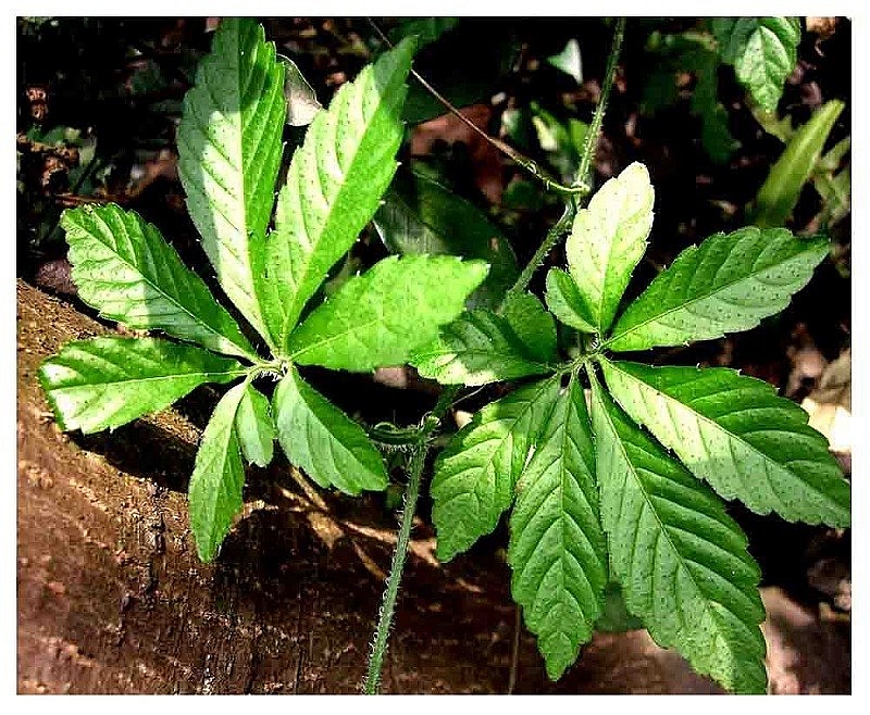 Giảo cổ lam là loài cây mọc hoang ở những khu rừng thưa