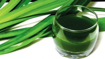 Cây mọc hàng rào xưa nhổ vứt đi, nay thành đặc sản đắt hàng, được mệnh danh là “thần dược” cho sức khỏe