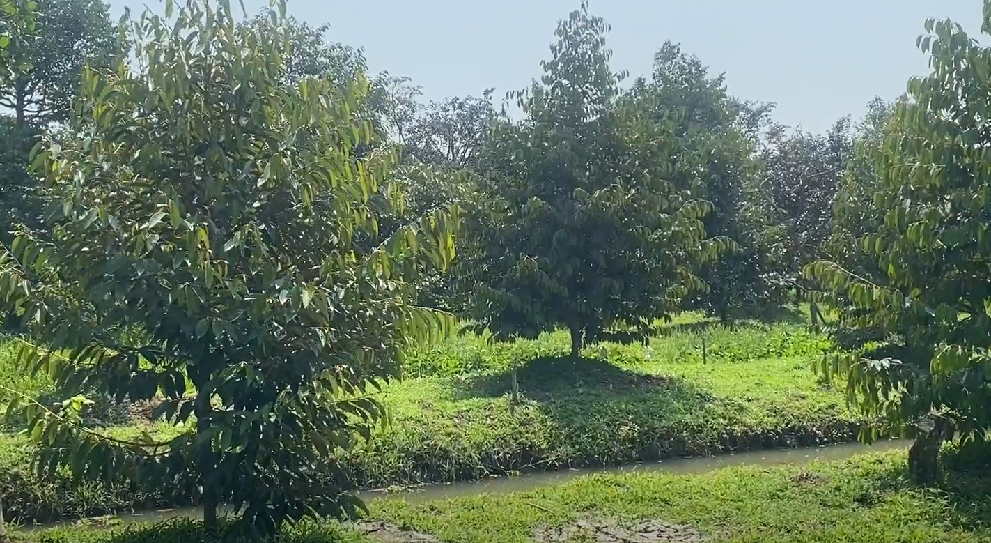 Hiện nay, chỉ mới 5% diện tích trồng sầu riêng được cấp mã số vùng trồng.