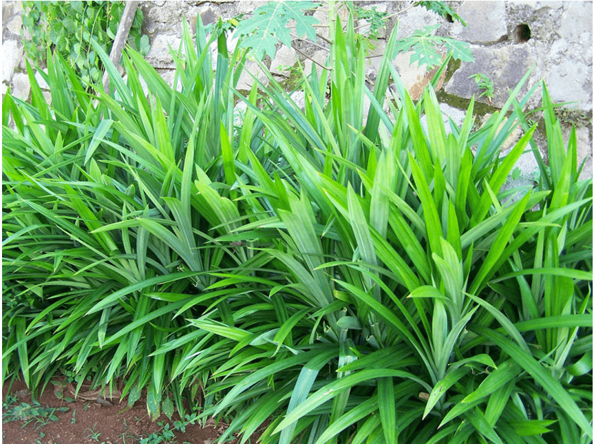 Lá nếp thường được trồng làm hàng rào Lá nếp thường được trồng làm hàng rào