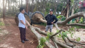 Thị trường cây cảnh cổ thụ tiền tỷ bốc hơi theo bất động sản, bao giờ cho đến ngày xưa?