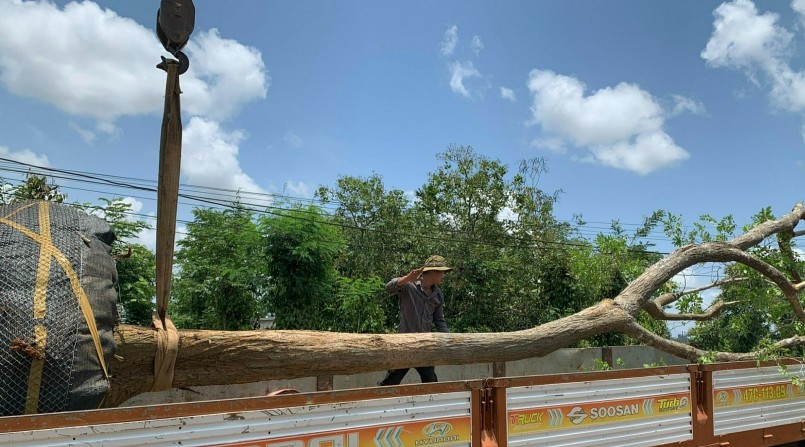 Thời điểm này năm ngoái cây cảnh cổ thụ từ các huyện liên tục đổ về TP. Buôn Ma Thuột. Thời điểm này năm ngoái cây cảnh cổ thụ từ các huyện liên tục đổ về TP. Buôn Ma Thuột.