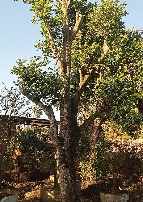 Một cây khế có giá khoảng hơn 30 triệu của anh Trần Minh Tâm vẫn chưa bán được. Một cây khế có giá khoảng hơn 30 triệu của anh Trần Minh Tâm vẫn chưa bán được.