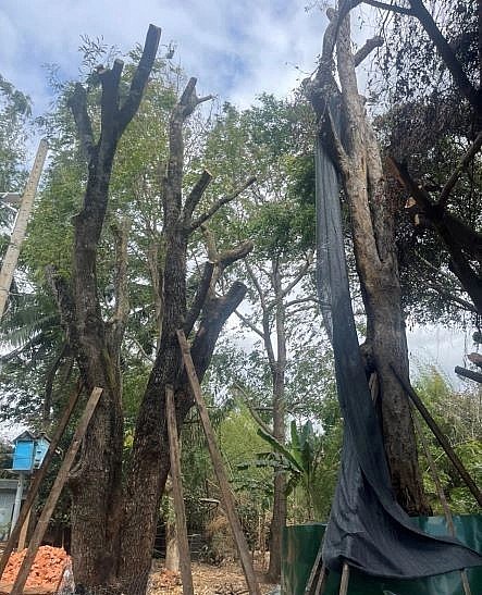 Những vườn cây cổ thụ ế ẩm vì không có khách mua. Những vườn cây cổ thụ ế ẩm vì không có khách mua.