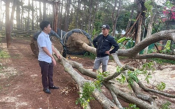 Cách đây hơn 1 năm, thị trường cây cổ thụ ở Đăk Lăk rất sôi động. Cách đây hơn 1 năm, thị trường cây cổ thụ ở Đăk Lăk rất sôi động.