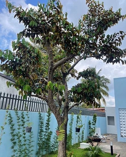 Cây vú sữa cổ thụ cũng được ưa thích. Cây vú sữa cổ thụ cũng được ưa thích.