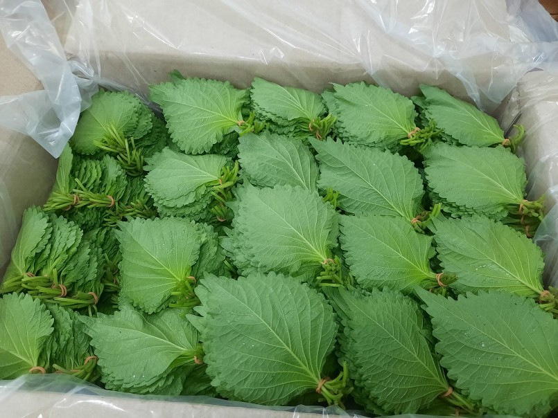 Lá tía tô đóng gói xuất khẩu Lá tía tô đóng gói xuất khẩu
