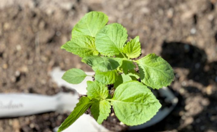 Loại rau gia vị bên Nhật bán 700 đồng/1 lá tưởng khó trồng nhưng thực ra rất dễ, giâm cành cũng lên tốt um