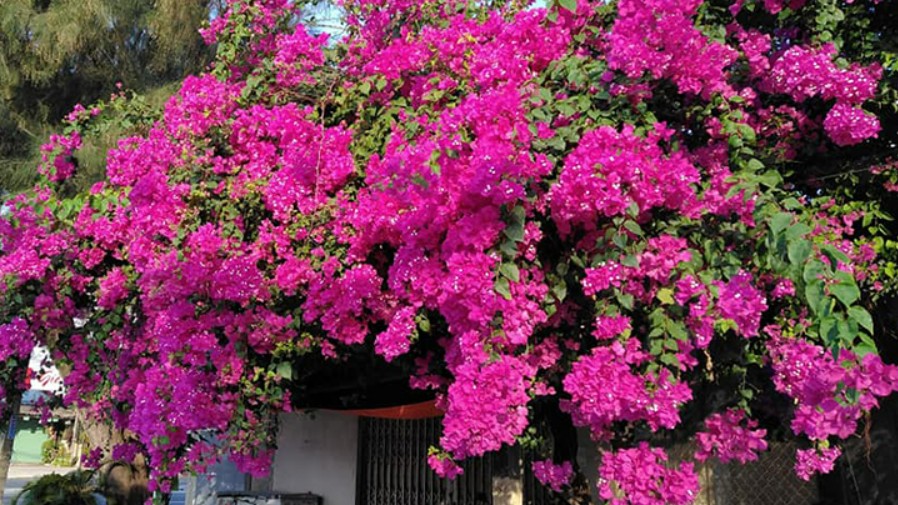 5 loại hoa "cạo trọc đầu" vào mùa xuân, càng cắt càng nở nhiều, hoa to gấp đôi